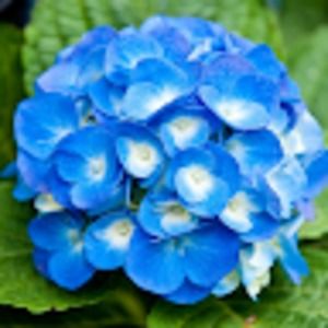 Meet your Posher, Akua